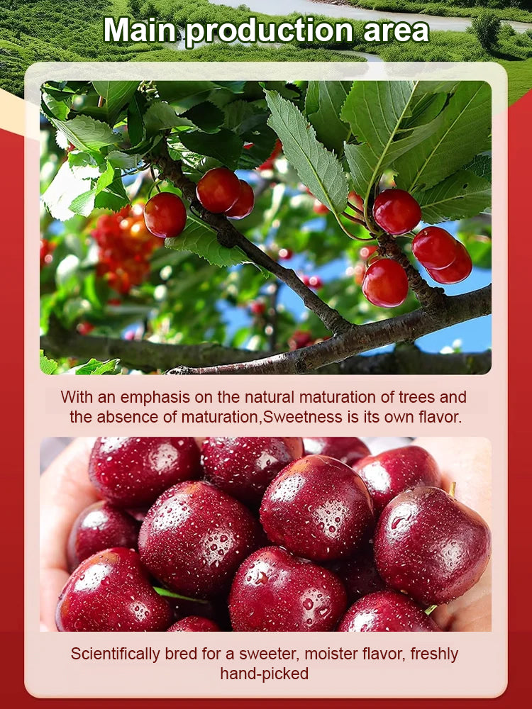 【No fruit, full refund】 This cherry is a hybrid of Japan's finest Sato Nishiki variety and Washington's Bing cherry.