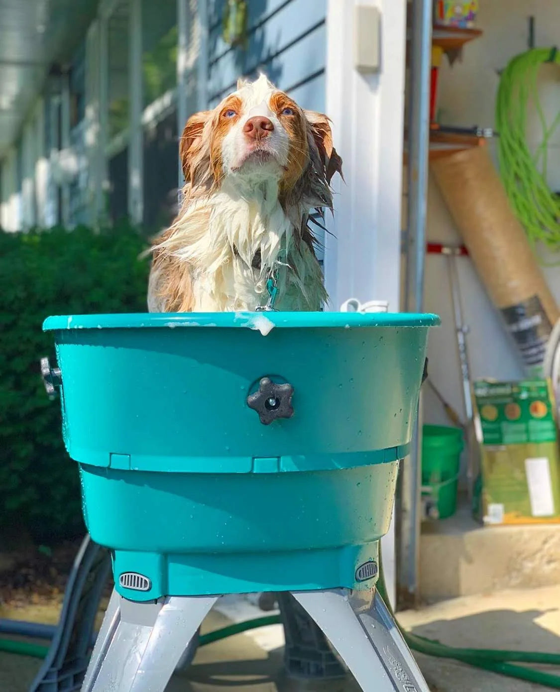 💥Last Day For Clearance🚀The Most Elegant, Convenient And Functional Dog Bath