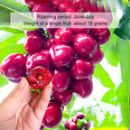 【No fruit, full refund】 This cherry is a hybrid of Japan's finest Sato Nishiki variety and Washington's Bing cherry.