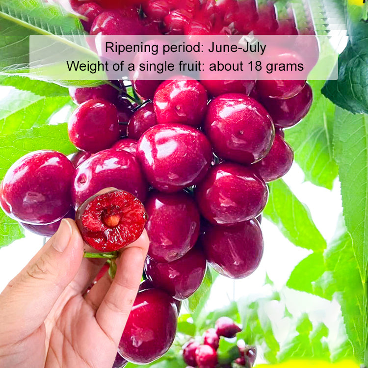 【No fruit, full refund】 This cherry is a hybrid of Japan's finest Sato Nishiki variety and Washington's Bing cherry.