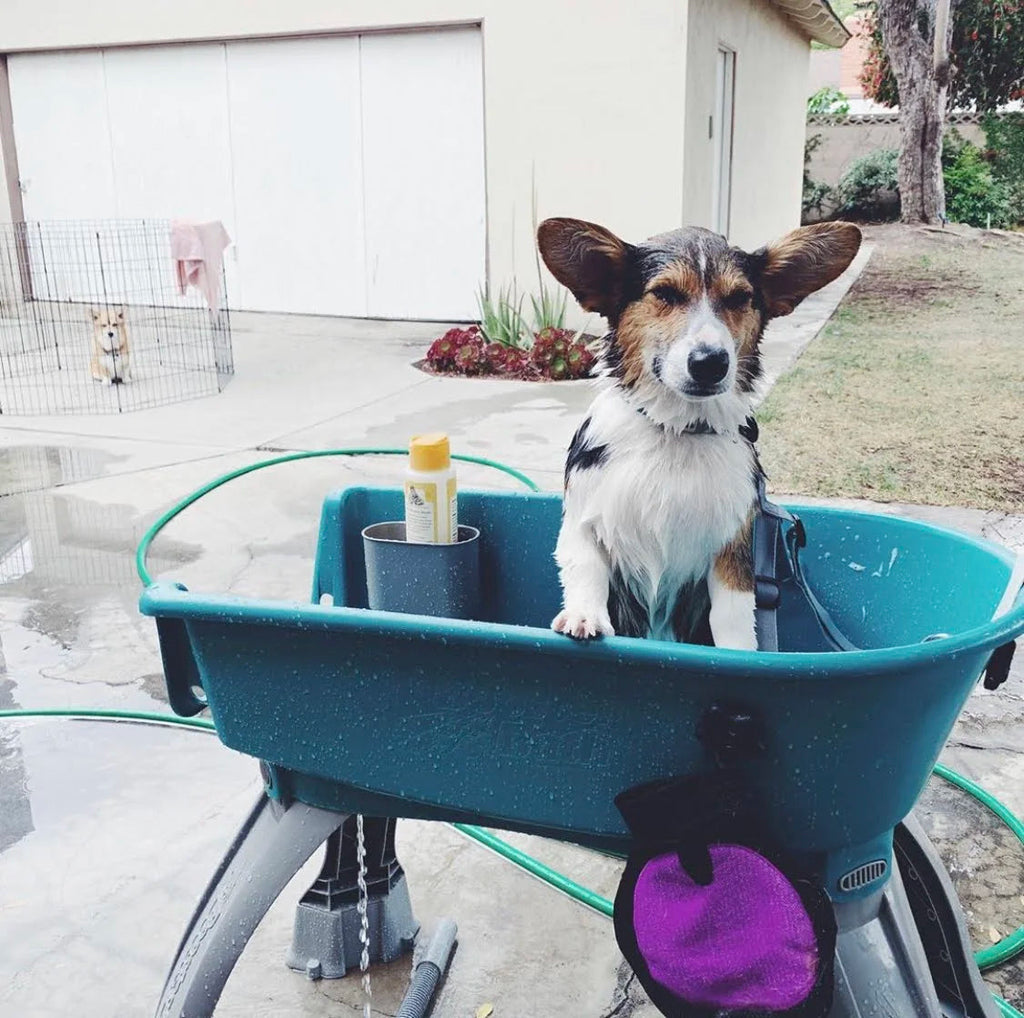 💥Last Day For Clearance🚀The Most Elegant, Convenient And Functional Dog Bath