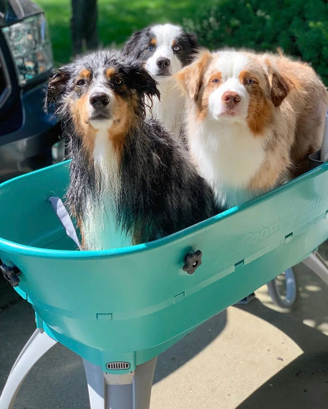 💥Last Day For Clearance🚀The Most Elegant, Convenient And Functional Dog Bath