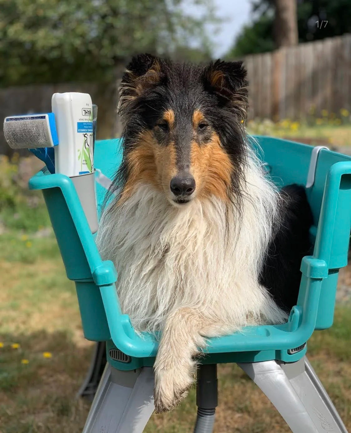 💥Last Day For Clearance🚀The Most Elegant, Convenient And Functional Dog Bath