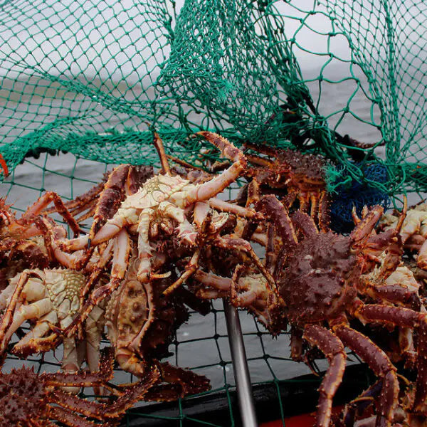 🔥Unparalleled King Crab🔥Alaska Giant Red King Crab Legs