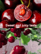 【No fruit, full refund】 This cherry is a hybrid of Japan's finest Sato Nishiki variety and Washington's Bing cherry.