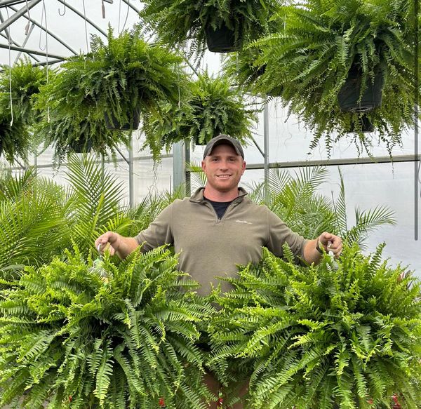 🔥 $9.96 On Sale Only Today 🌱 UV-Resistant Lifelike Artificial Boston Fern