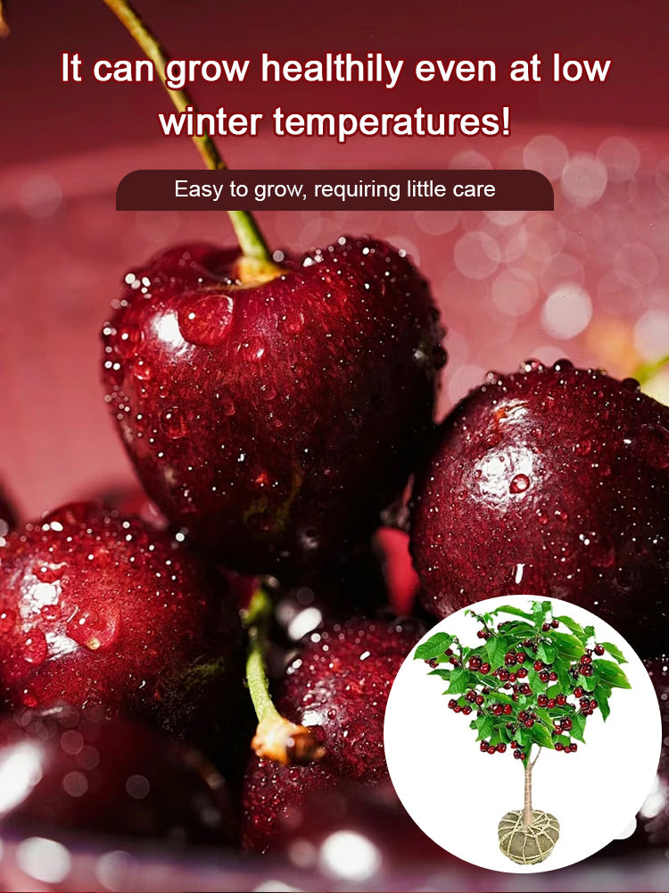 【No fruit, full refund】 This cherry is a hybrid of Japan's finest Sato Nishiki variety and Washington's Bing cherry. Secondary image
