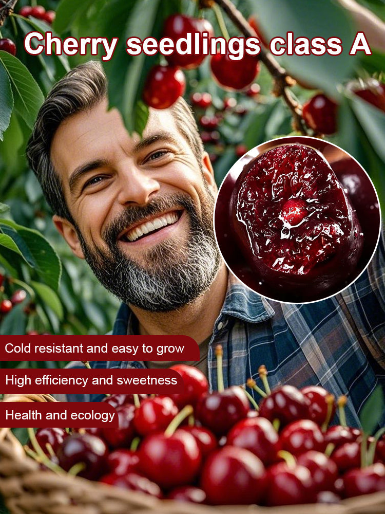 【No fruit, full refund】 This cherry is a hybrid of Japan's finest Sato Nishiki variety and Washington's Bing cherry. Main image