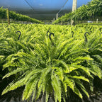 🔥 $9.96 On Sale Only Today 🌱 UV-Resistant Lifelike Artificial Boston Fern
