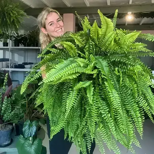 🔥 $9.96 On Sale Only Today 🌱 UV-Resistant Lifelike Artificial Boston Fern Main image